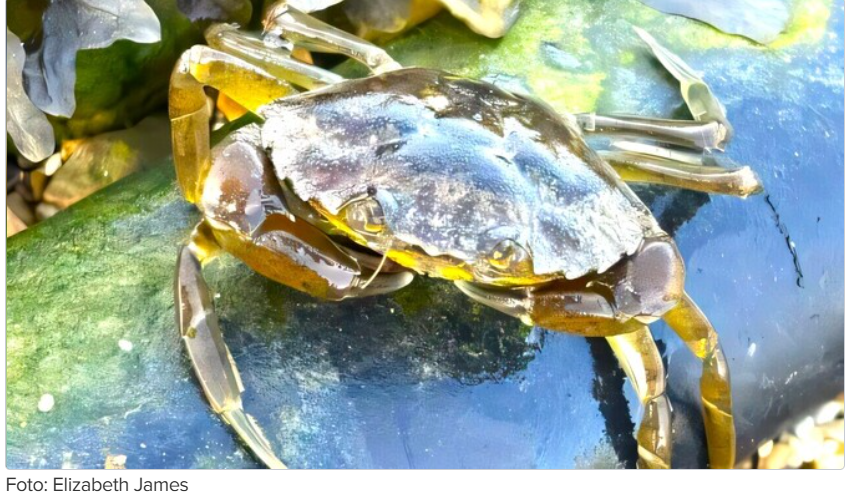 „Heade mõtete kastis“ on… tõrvikurongkäigu abi krabide vastu!